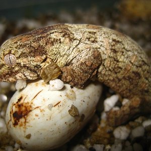 leachi2012 (640x480).jpg