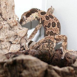 Rugosus2012 (1) (640x360).jpg