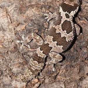 Rugosus2012 (2) (360x640).jpg