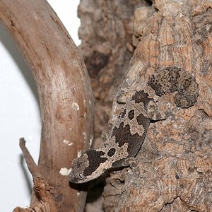 Rugosus2012 (3) (640x360).jpg