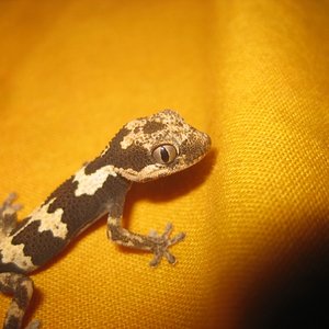 Rugosus2012 (10).jpg