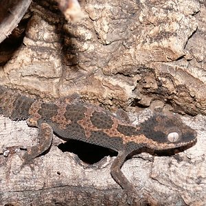 Rugosus2012 (32) (640x360).jpg