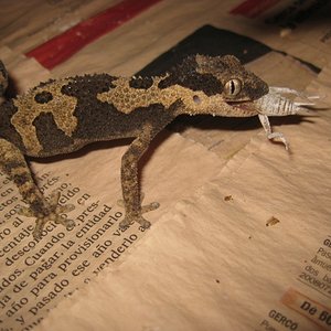 Rugosus2012 (31) (640x480).jpg