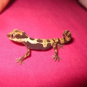 Rugosus2012 (24).jpg