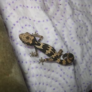 Rugosus2012 (13) (640x480).jpg