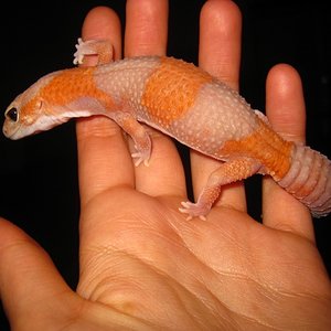 Hemite2012 (1) (640x480).jpg