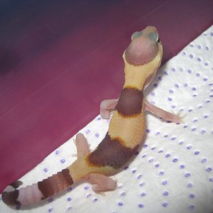 Hemiteconyx2012 (1).jpg