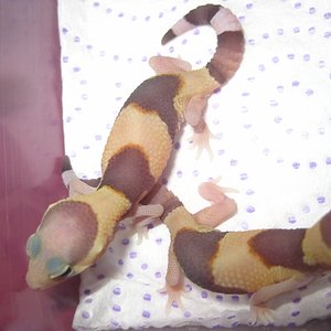 Hemiteconyx2012 (4).jpg