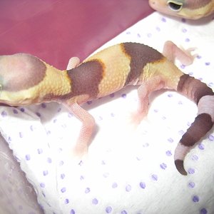 Hemiteconyx2012 (7).jpg