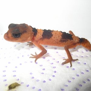 Nephrurus2012 (4) (640x480).jpg