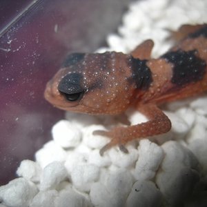 Nephrurus2012 (7) (640x480).jpg