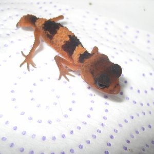 Nephrurus2012 (2) (640x480).jpg