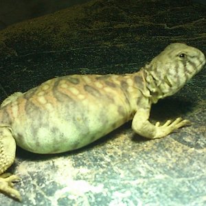 expoterraria bcn  2012 137 (1024x768).jpg