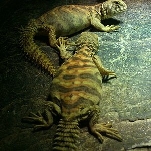 expoterraria bcn  2012 144.JPG