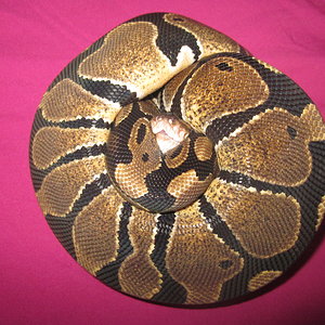 Nominal hembra 2011  (1).JPG