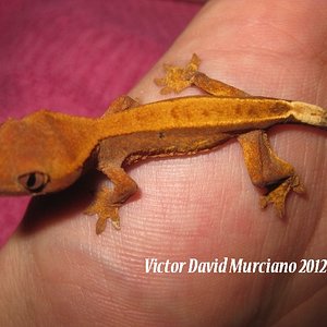 IMG_1644 (640x480).jpg