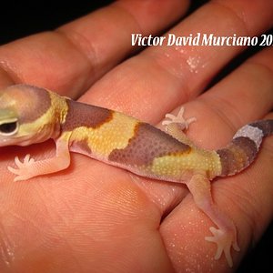 IMG_1721 (640x480).jpg