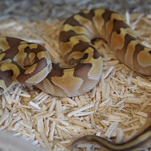 enchi butter 0,1.JPG