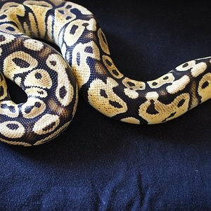 vallina pastel 1.0.JPG