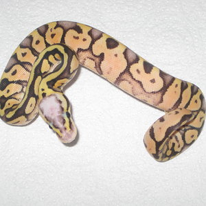 SUPER PASTEL ♀ 1.JPG