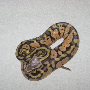 SUPER PASTEL ♂.JPG