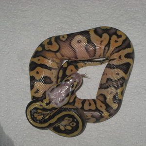 SUPER PASTEL ♀ 2.JPG