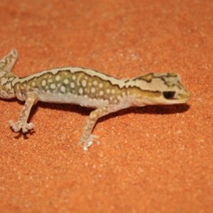 Granariensis Granariensis (2).JPG