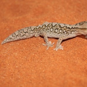 Granariensis Granariensis (1).JPG