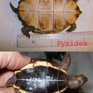 Pyxidea y Geoemyda.jpg