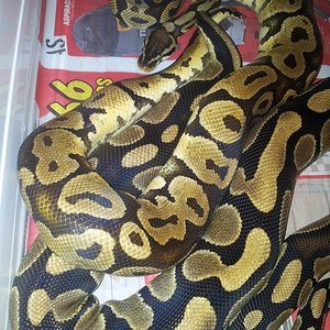 Pastel x Nominal.jpg