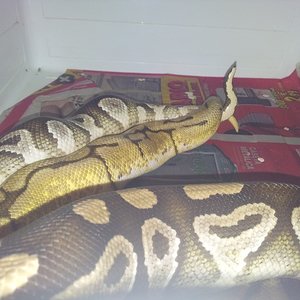 Bumblebee x Mojave.jpg