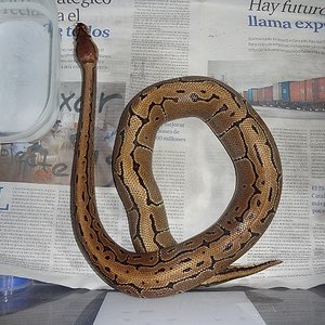 02-11-12 (1)foro.jpg