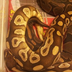 Mojave x nominal.jpg