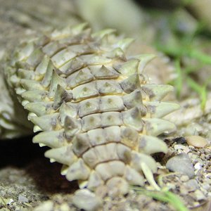 IMG_6462 - copia.JPG