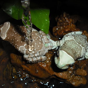 Trachycephalus resinifictrix18-.jpg