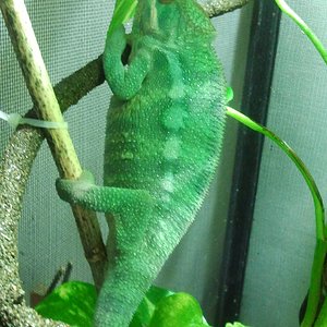 2013-02-13 yoda 01.jpg