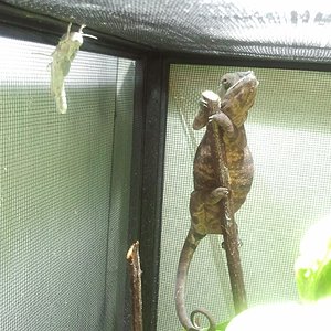 2013-01-17 fibi preÃ±a.jpg