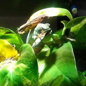 2013-02-22 fibi 03.jpg