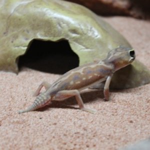 Nephrurus Deleani Female (1).JPG