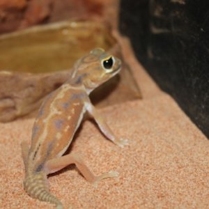 Nephrurus Deleani Female (2).JPG