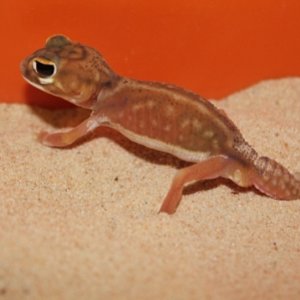 Nephrurus Deleani Male (1).JPG