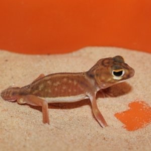 Nephrurus Deleani Male (2).JPG