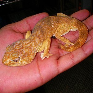 Chondrodactylus angulifer namibiensis macho.jpg