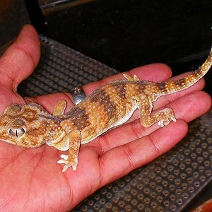 Chondrodactylus angulifer namibiensis hembra.jpg