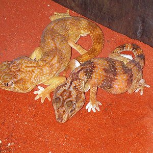 Chondrodactylus angulifer namibiensis.jpg