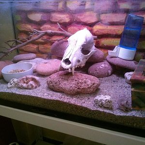 mus terrario cambio.jpg