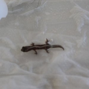 pulcher stripped (3).JPG