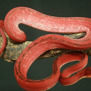 CH12#31 - Holdback.JPG