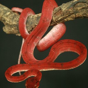 CH12#33 - Holdback.JPG