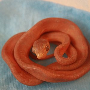 CH12#47 antes 1ª muda.JPG